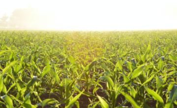 Rows of maize and corn plants on a farm at sunset. image link to story